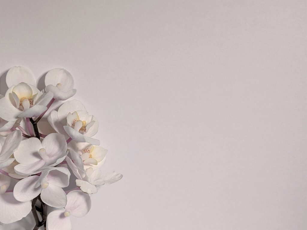 susan-wilkinson-Gf10esu2sG0-unsplash